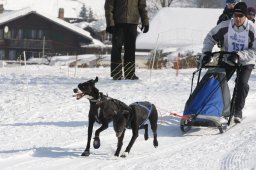 Lenk 2012 SM
